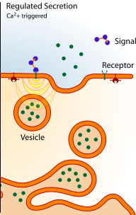 Regulated Secretion